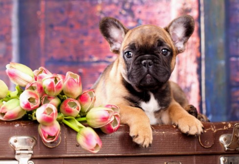 Алмазная мозайка 'Щенок и чемодан' (блест.) 20х30 см, на картоне с част. заполн. 20 цветов, НД-0981